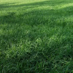 Ray-grass Italien 25 Kg Tétrapl. Lolium Multiflorum Graminées Fourragères, Foin, Ensilage