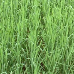 Avoine Rude (Avena Strigosa) / Avoine Maigre 25 Kg