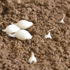 Oignon Blanc SNOWBALL. Bulbes à Planter - Filet 500 G -Flore Riche Soldes Magasin 325798 4