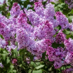 Lilas Commun 'Michel Buchner' (Syringa Vulgaris) - Godet - Taille 13/25cm