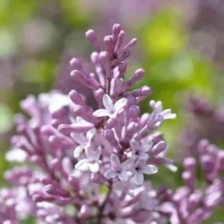 Lilas Commun 'Michel Buchner' (Syringa Vulgaris) - Godet - Taille 13/25cm -Flore Riche Soldes Magasin 32705883 3