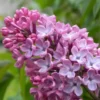 Lilas Commun 'Princesse Sturdza' (Syringa Vulgaris) - Godet - Taille 13/25cm -Flore Riche Soldes Magasin 32733775 1