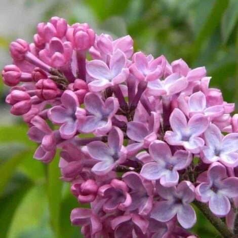 Lilas Commun 'Princesse Sturdza' (Syringa Vulgaris) - Godet - Taille 13/25cm 3 Lilas Commun 'Princesse Sturdza' (Syringa Vulgaris) - Godet - Taille 13/25cm