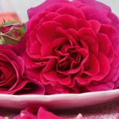 Rosier Arbustif Voluptia® Purple™ 'Noa38121'/Pot De 3L