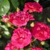 Rosier Arbustif X Polyantha Fairy Red/Pot De 3L 2 Rosier Arbustif X Polyantha Fairy Red/Pot De 3L -Flore Riche Soldes Magasin 33836720 1