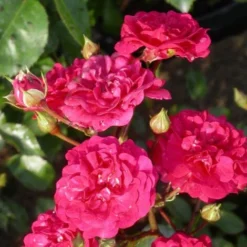 Rosier Arbustif X Polyantha Fairy Red/Pot De 3L