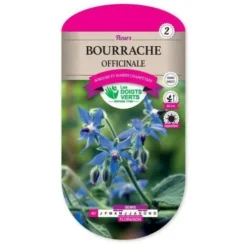 Bourrache Officinale