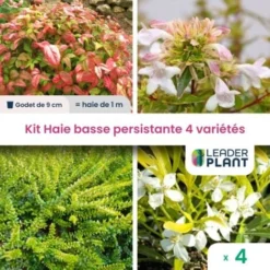 Kit Haie Basse Persistante - 4 Variétés - 4 Plantes En Godet