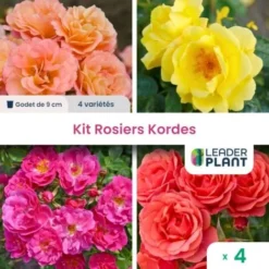 Collection 4 Rosiers Kordes