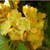 Kiwi Chinensis Tomuri (Mâle)/Godet -Flore Riche Soldes Magasin 39342803 1