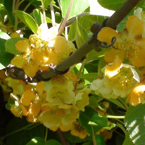 Kiwi Chinensis Tomuri (Mâle)/Godet 4 Kiwi Chinensis Tomuri (Mâle)/Godet – Image 2