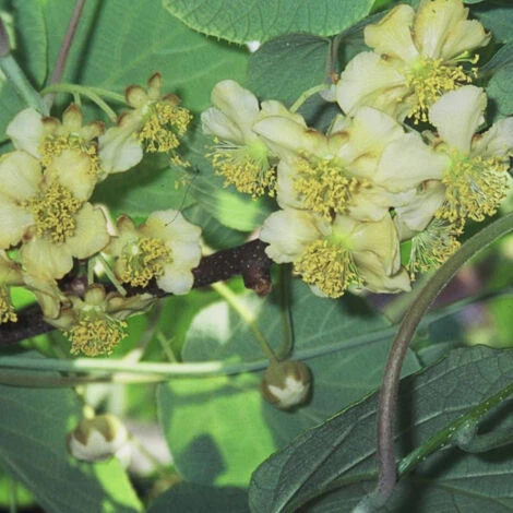 Kiwi Chinensis Tomuri (Mâle)/Godet 5 Kiwi Chinensis Tomuri (Mâle)/Godet – Image 3