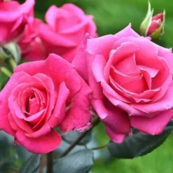 Rosier Arbustif Voluptia® Crazy Pink™ 'Noa16071'/Pot De 3L