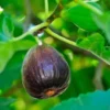 Figuier Violette De Sollies (Ficus Carica) - Godet - Taille 13/25cm 1 Figuier Violette De Sollies (Ficus Carica) - Godet - Taille 13/25cm -Flore Riche Soldes Magasin 39855299 1