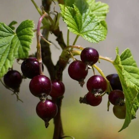 Casseille 'Josta' BIO - Godet 9cm - Taille 20/40cm 3 Casseille 'Josta' BIO - Godet 9cm - Taille 20/40cm