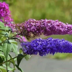 Collection 6 Arbres à Papillons (Buddleia Davidii) - Godet - Taille 20/40cm
