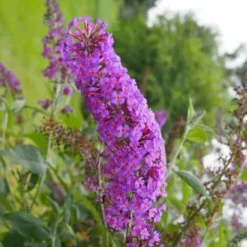 Collection 6 Arbres à Papillons (Buddleia Davidii) - Godet - Taille 20/40cm -Flore Riche Soldes Magasin 40991474 4