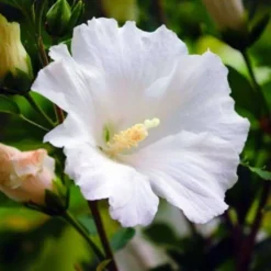 Althéa 'Totus' (Hibiscus Syriacus 'Totus Albus') - Godet - Taille 10/15cm