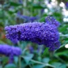 Arbre à Papillons 'Nanho Blue' (Buddleia Davidii) - Godet 9cm -Flore Riche Soldes Magasin 41478767 1