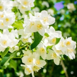 Seringat De Lemoine (Philadelphius Lemonei) - Godet - Taille 20/40cm