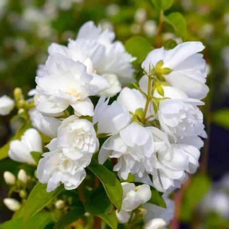 Seringat Virginal (Philadelphius) - Godet - Taille 15/30cm 3 Seringat Virginal (Philadelphius) - Godet - Taille 15/30cm