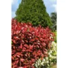 Photinia 'Carré Rouge' Taille Du Pot - Pot De 3 Litres -Flore Riche Soldes Magasin 41666167 1