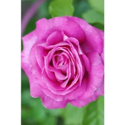 Rosier Parfuma 'Catherine De Medicis'® Taille Du Pot - 4L -Flore Riche Soldes Magasin 41666186 2