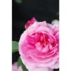 Rosier David Austin' Gertrude Jekyll®' Taille Du Pot - 5L 2 Rosier David Austin' Gertrude Jekyll®' Taille Du Pot - 5L -Flore Riche Soldes Magasin 41666188 1