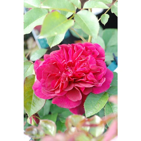 Rosier David Austin 'Darcey Bussel'® Taille Du Pot - 5L 4 Rosier David Austin 'Darcey Bussel'® Taille Du Pot - 5L – Image 2