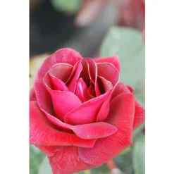 Rosier'Le Grand Huit'® Taille Du Pot - 5L