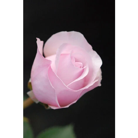 Rosier David Austin 'Olivia Rose'® Taille Du Pot - 5L 3 Rosier David Austin 'Olivia Rose'® Taille Du Pot - 5L