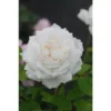 Rosier David Austin 'Winchester Cathedral'® Taille Du Pot - 5L -Flore Riche Soldes Magasin 41666290 1