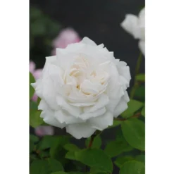 Rosier David Austin 'Winchester Cathedral'® Taille Du Pot - 5L -Flore Riche Soldes Magasin 41666290 2