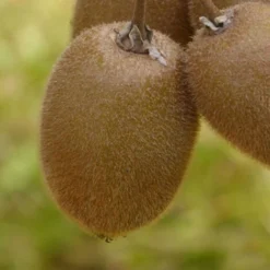 Kiwi Chinensis Hayward (Femelle)/Godet -Flore Riche Soldes Magasin 43678647 3