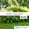 100 Bambou Fargesia Rufa En Pot De 1 Litre -Flore Riche Soldes Magasin 43906919 1