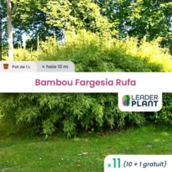 11 Bambou Fargesia Rufa En Pot De 1 Litre