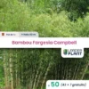 50 Bambou Fargesia Campbell En Pot De 1 Litre -Flore Riche Soldes Magasin 43907417 1
