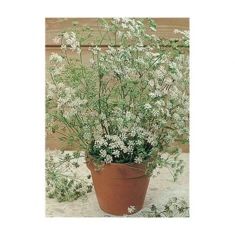 ANIS VERT 3 ANIS VERT