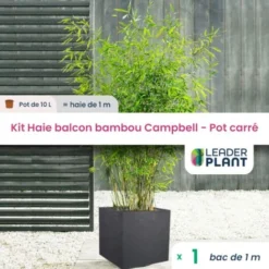 Kit Bambou Fargesia Campbell En Pot De 10L Avec Bac Carré Et Les Accessoires De Plantation