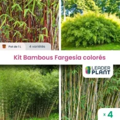 Kit 4 Fargesia Coloré : 4 Variétés Différentes
