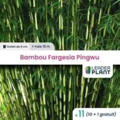 11 Bambou Fargesia Pingwu En Godet