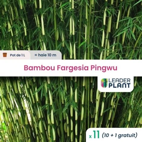 11 Bambou Fargesia Pingwu En Pot De 1 Litre 3 11 Bambou Fargesia Pingwu En Pot De 1 Litre