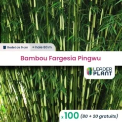 100 Bambou Fargesia Pingwu En Godet