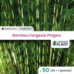 50 Bambou Fargesia Pingwu En Godet