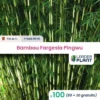 100 Bambou Fargesia Pingwu En Pot De 1 Litre 1 100 Bambou Fargesia Pingwu En Pot De 1 Litre -Flore Riche Soldes Magasin 46997808 1