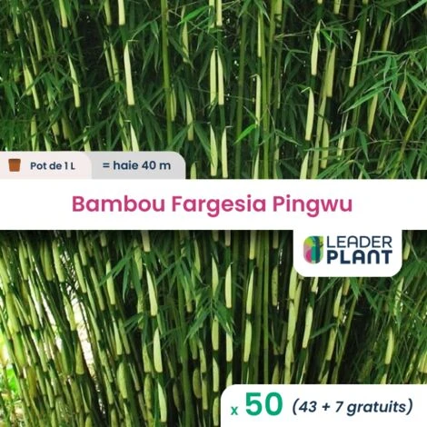 50 Bambou Fargesia Pingwu En Pot De 1 Litre 3 50 Bambou Fargesia Pingwu En Pot De 1 Litre