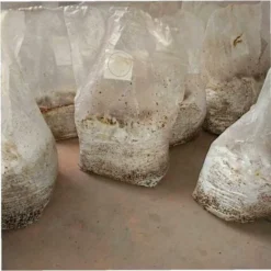 Sacs De Poussée De Champignons Champignons Spawn Crown Sacs Sacs Scellables Spawn/Sacs Sacs De Culture 15X35cm Fontainebleau Pack De 50 11 Sacs De Poussée De Champignons Champignons Spawn Crown Sacs Sacs Scellables Spawn/Sacs Sacs De Culture 15X35cm Fontainebleau Pack De 50 -Flore Riche Soldes Magasin 47207009 5