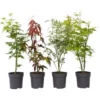 Acer Palmatum - Set De 4 - Erable Du Japon - Pot 10,5cm - Hauteur 25-40cm -Flore Riche Soldes Magasin 47309134 1