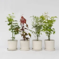 Acer Palmatum - Set De 4 - Erable Du Japon - Pot 10,5cm - Hauteur 25-40cm -Flore Riche Soldes Magasin 47309134 2