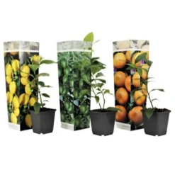 Citrus Mix - Set De 3 - Agrumes - Pot 9cm - Hauteur 25-40cm